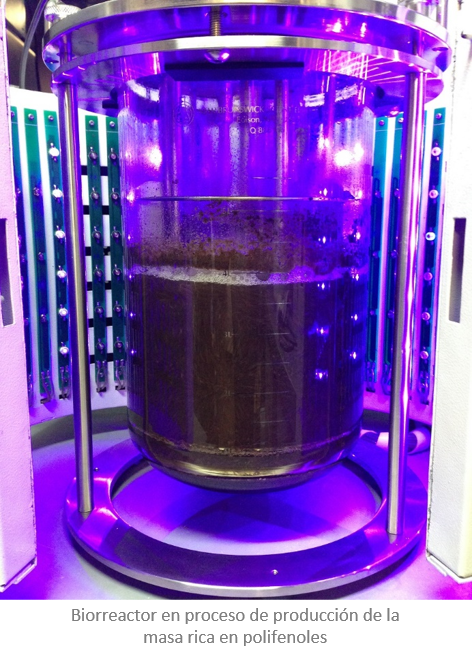 Proceso biotecnológico para la producción de una matriz multifuncional rica en polifenoles/ Cacao​