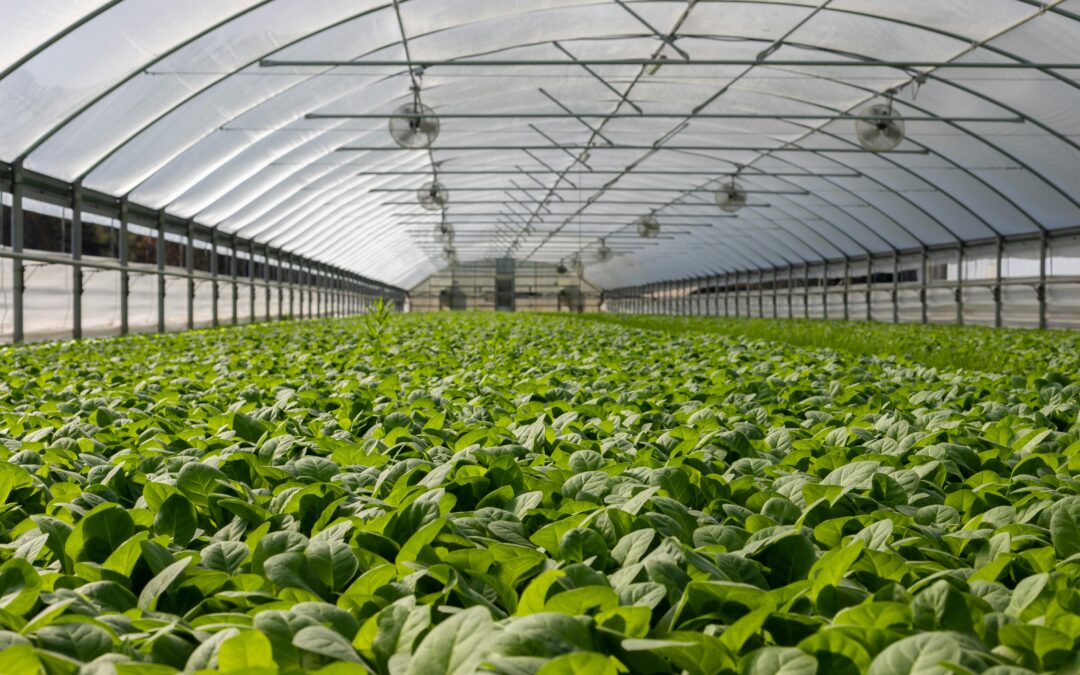 Producción de alimentos bajo invernaderos con clima controlado