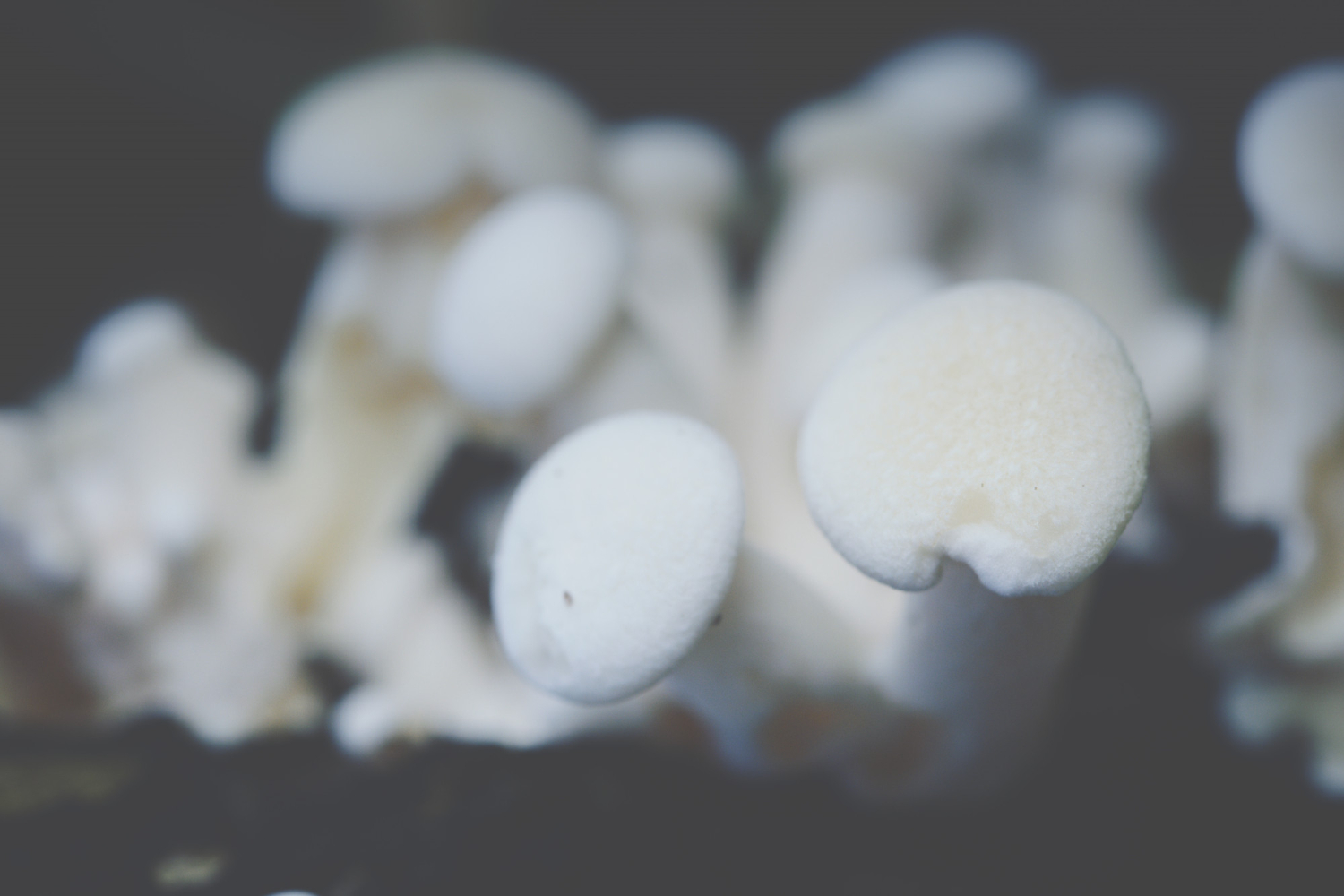 Biomaterial de residuos agroindustriales